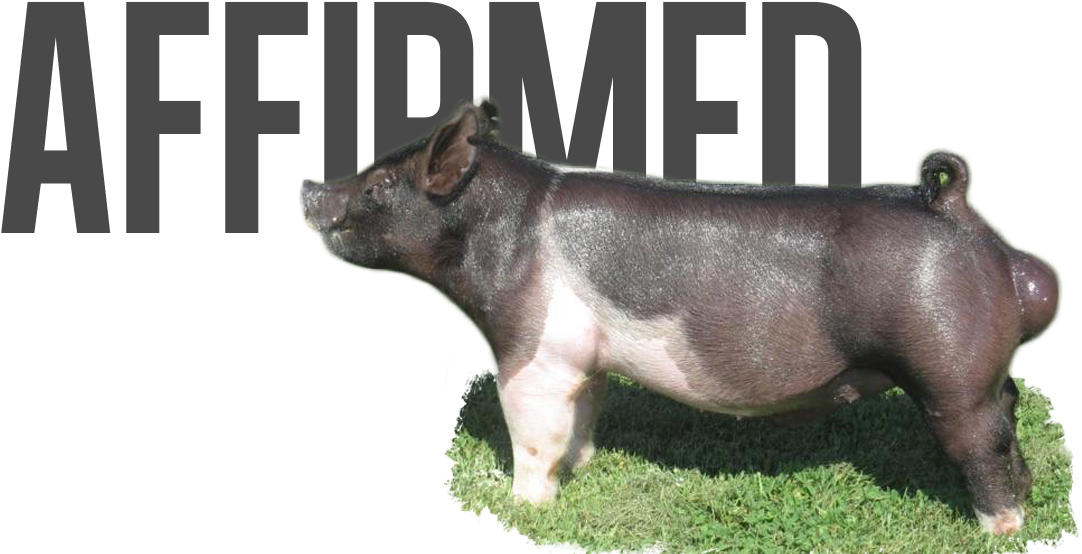 Best - Domestic Pig Clipart (1131x576), Png Download