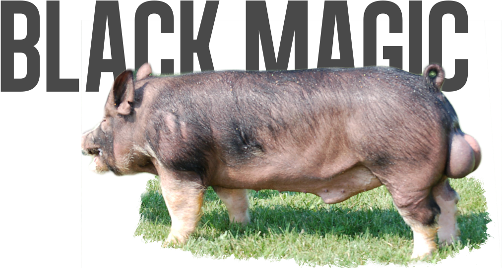 Black Diamond X Head Of The Class - Domestic Pig Clipart (1131x576), Png Download