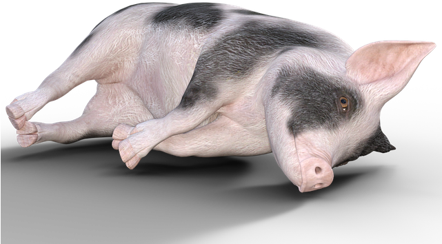 Domestic Pig Clipart (640x640), Png Download