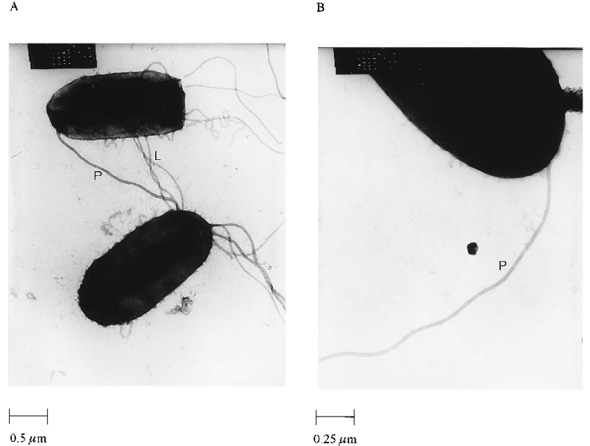 Transmission Electron Micrographs Of Plate Grown Wild - Flower Beetles Clipart (850x636), Png Download