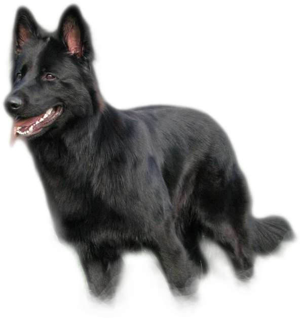 Schipperke Clipart (594x626), Png Download