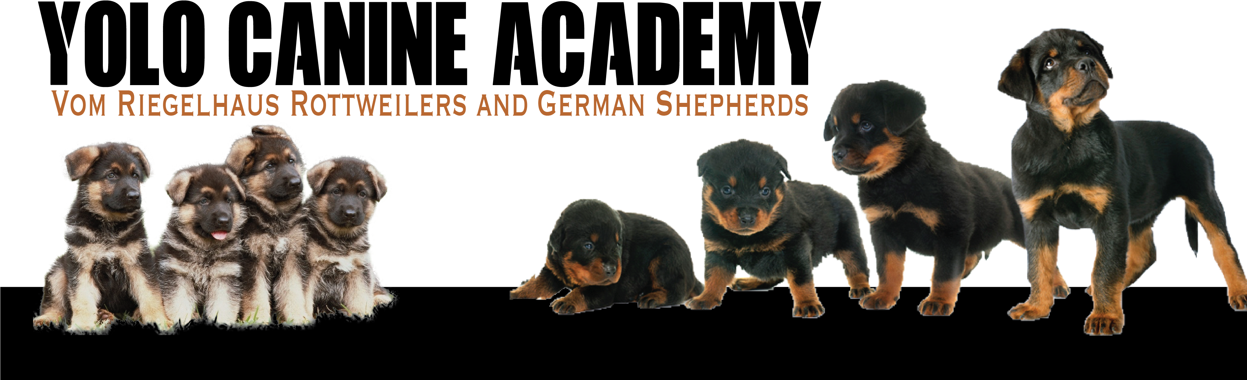 Rottweiler Clipart (4000x1305), Png Download