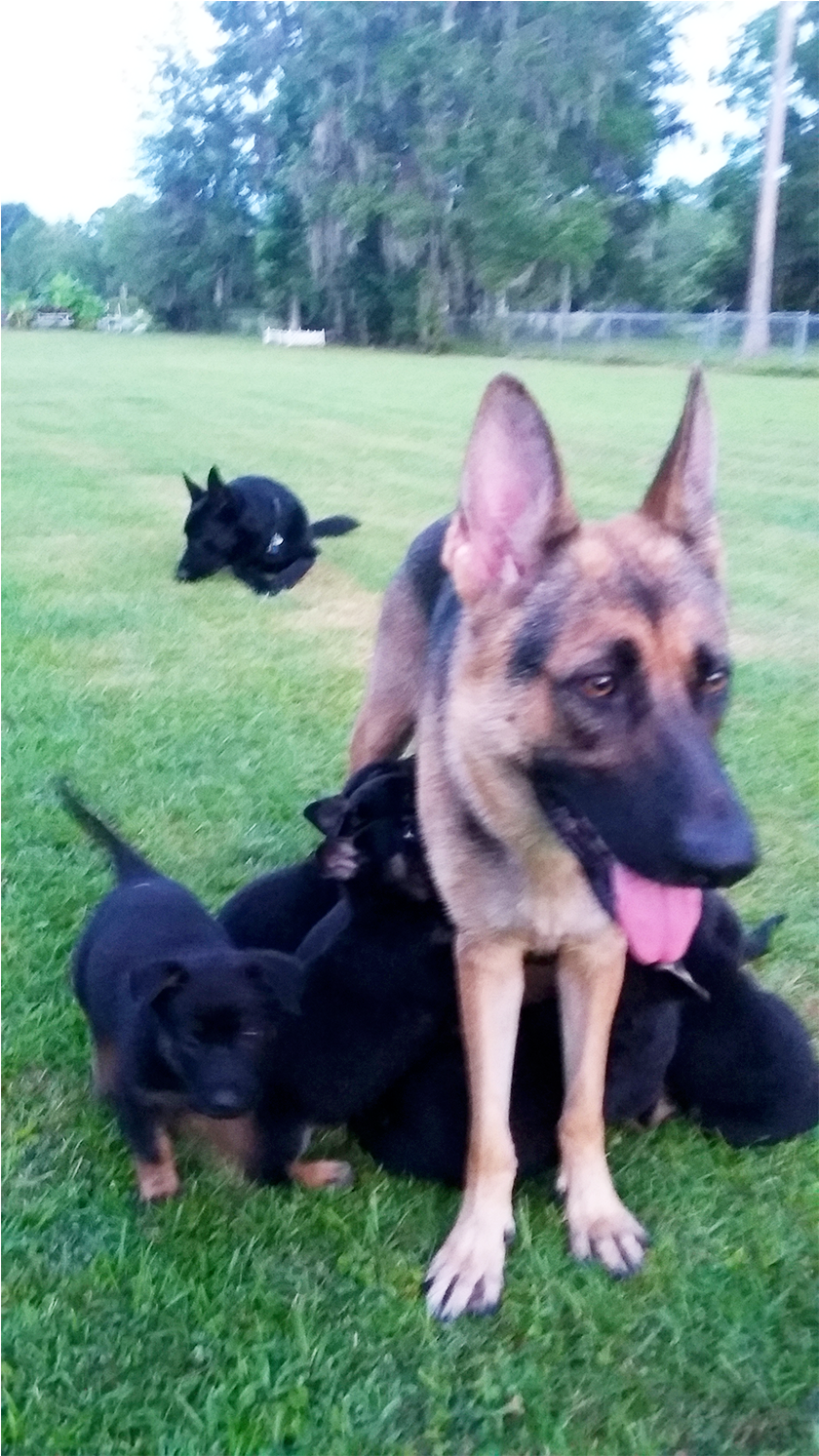 The Whole Gang - Old German Shepherd Dog Clipart (1790x1492), Png Download
