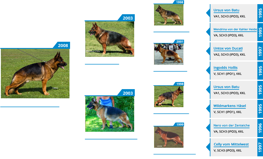 Stud Dog Va1 Odin Vom Mittelwest - Old German Shepherd Dog Clipart (900x550), Png Download