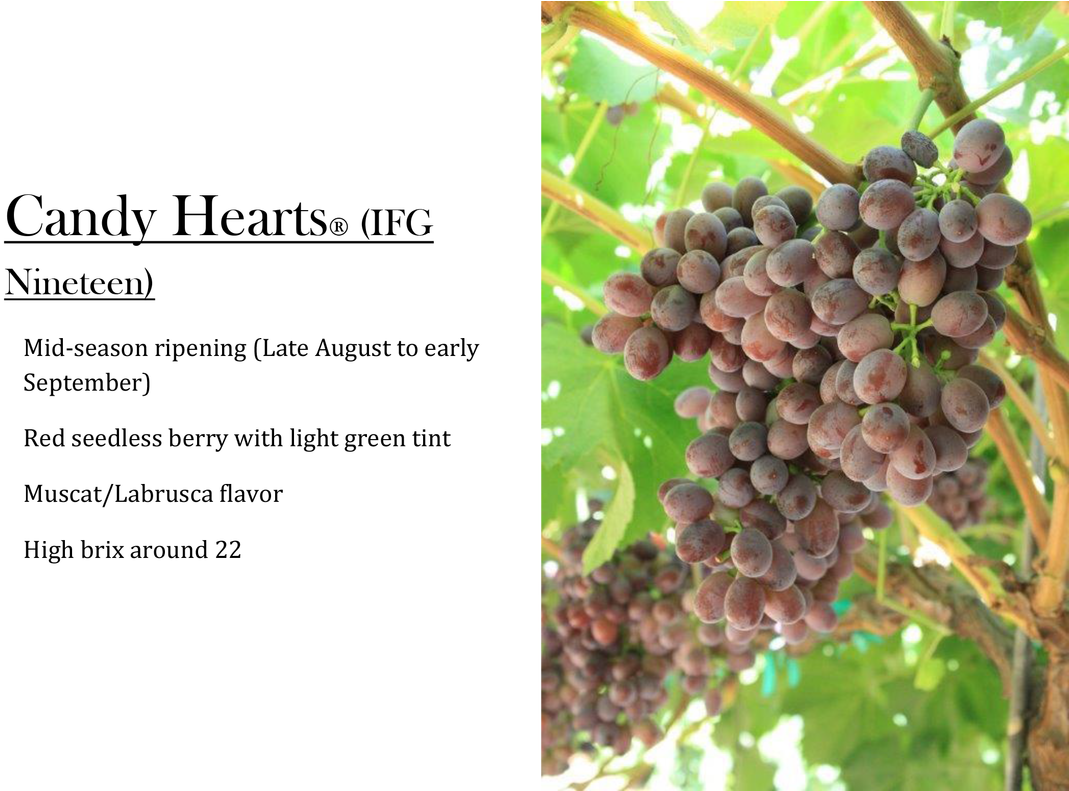 Candy Hearts Grapes Clipart (1069x791), Png Download