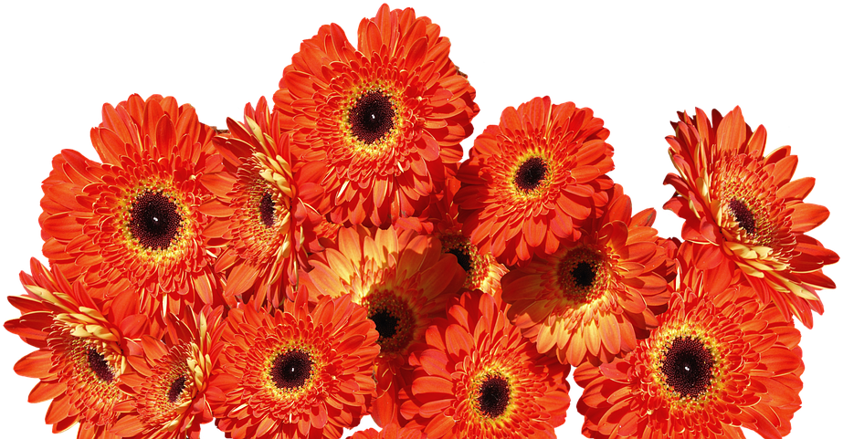 Gerbera Flowers Colorful Flower Nature Orange - Flores Naranjas Png Clipart (960x642), Png Download