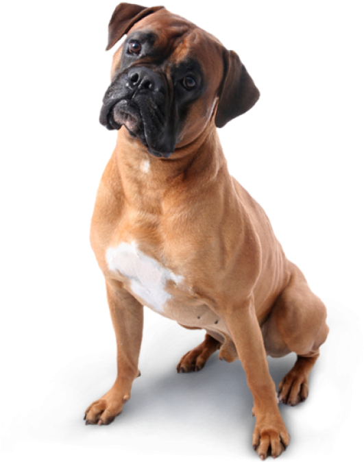 Dog Png Image Free - Boxer Dog Transparent Background Clipart (600x673), Png Download