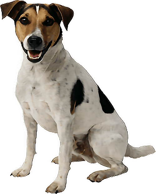 #png #dog #aww #cute #yawn #aww #adorable #kawaii - Transparent Dog Png Clipart (500x622), Png Download