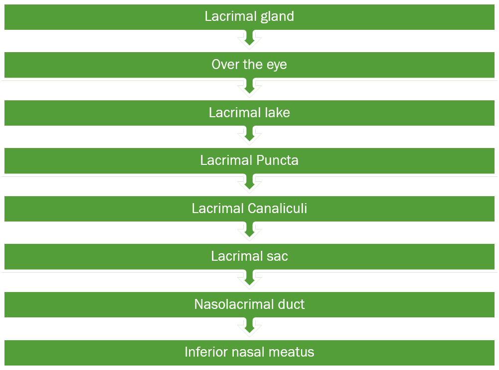 Flow Of Lacrimal Fluid - Symmetry Clipart (1003x745), Png Download