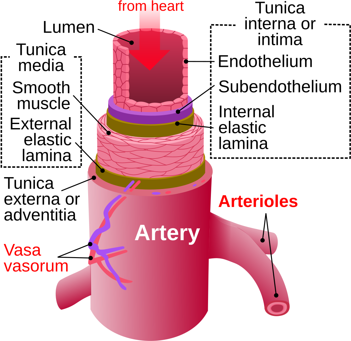 Difference Between Arteries And Veins Clipart (1200x1180), Png Download