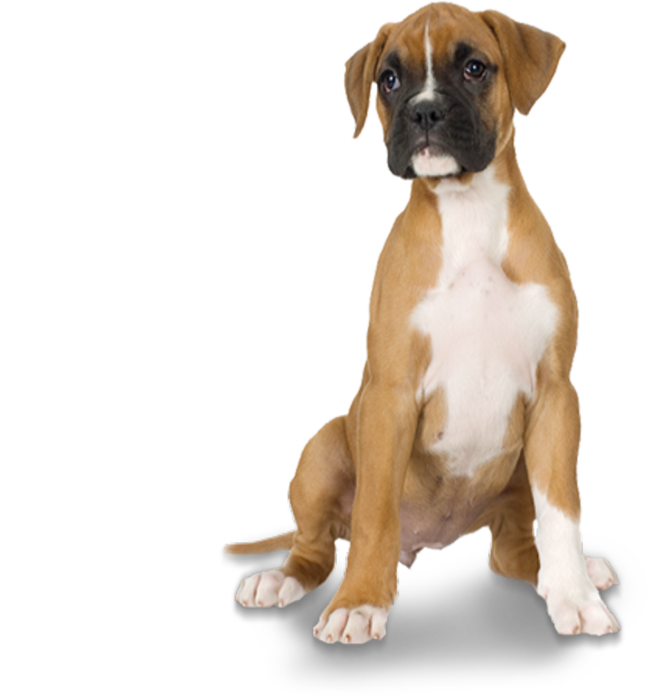 Boxer Dog Png - Medium Dog Transparent Png Clipart (937x1008), Png Download