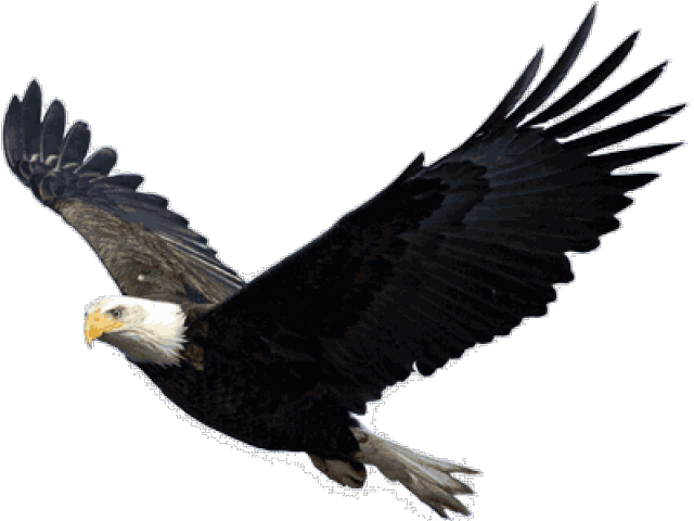 Bald Eagle Png Transparent Images - Eagle Png Clipart (640x480), Png Download