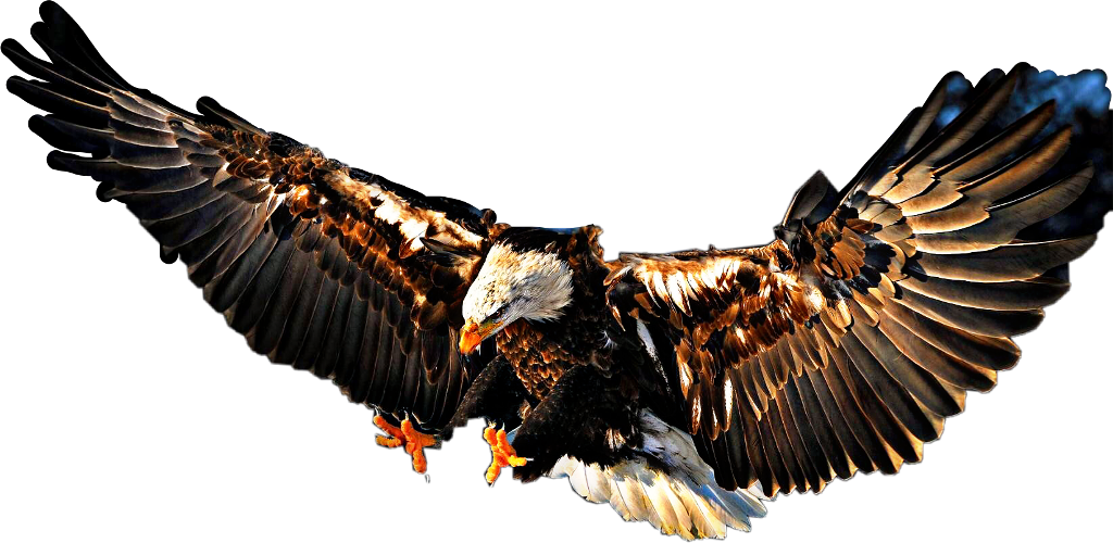 Download #landing #eagle #baldeagle #bird #fly #beautiful - High