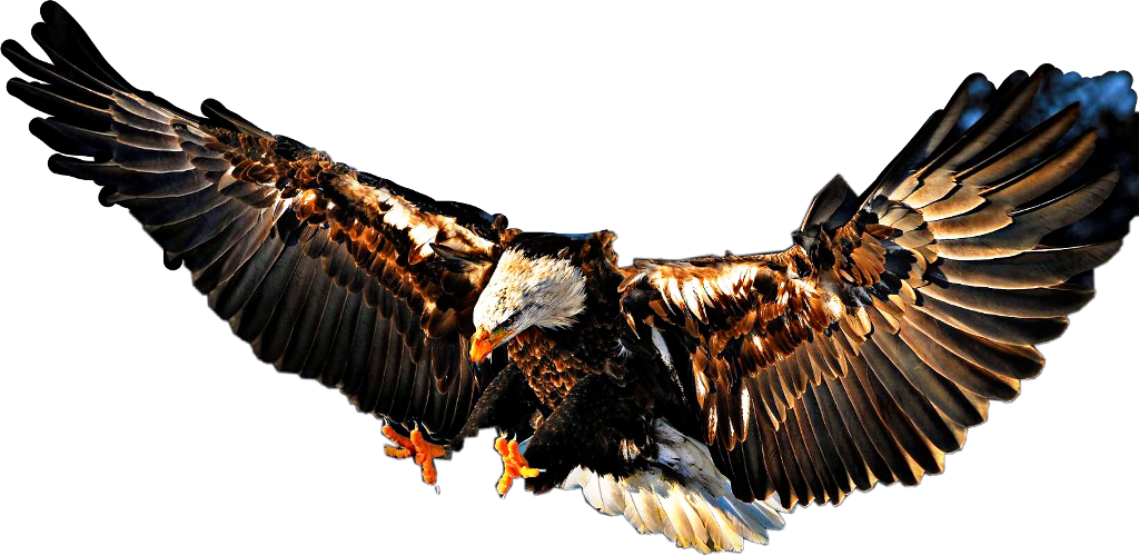 #landing #eagle #baldeagle #bird #fly #beautiful - High Resolution Eagle Wallpaper Hd Clipart (1024x500), Png Download