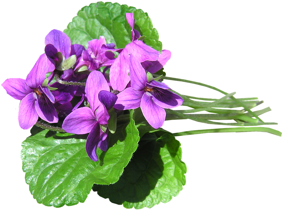 Pink Violets Perfumed - Blue Violet Clipart (960x718), Png Download