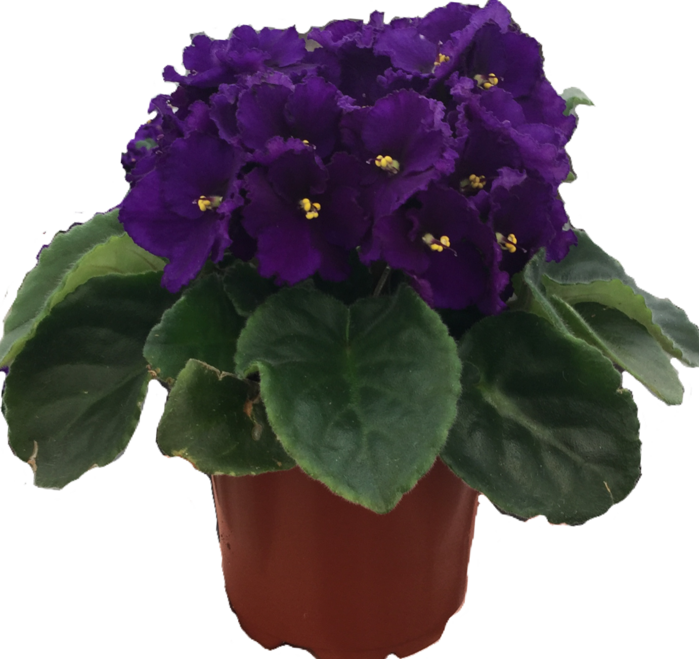 African Violet African Violets Clipart Large Size Png Image PikPng