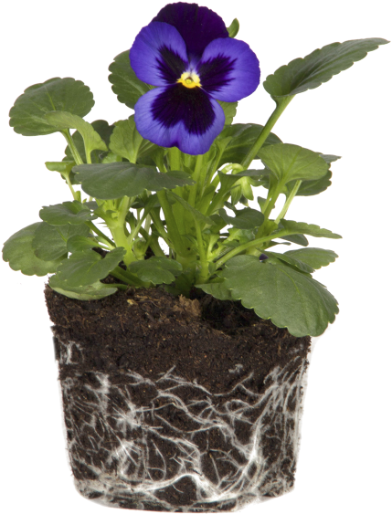 Violet - Pansy Clipart (750x750), Png Download