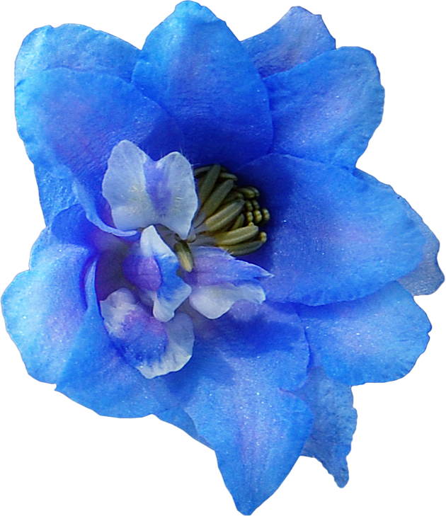 Delphinium Drawing Violet Flower - Artificial Flower Clipart (630x729), Png Download
