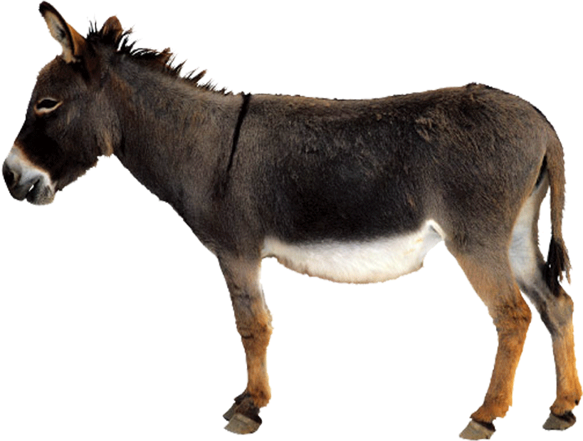 Donkey - Burro Png Clipart (819x619), Png Download