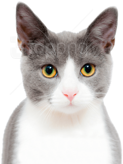 Free Png Download Cat Cute Png Images Background Png - Stock Photo Of Cat Clipart (851x794), Png Download