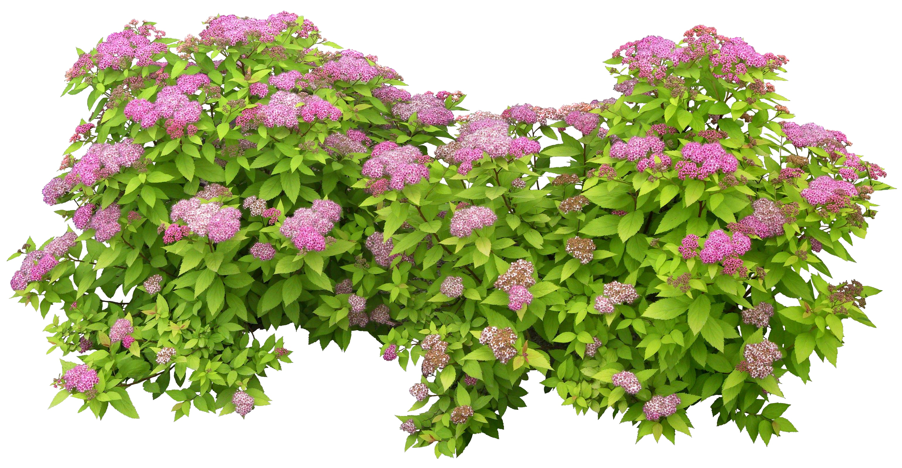 Green Bush Png - Transparent Background Flower Bush Png Clipart. 