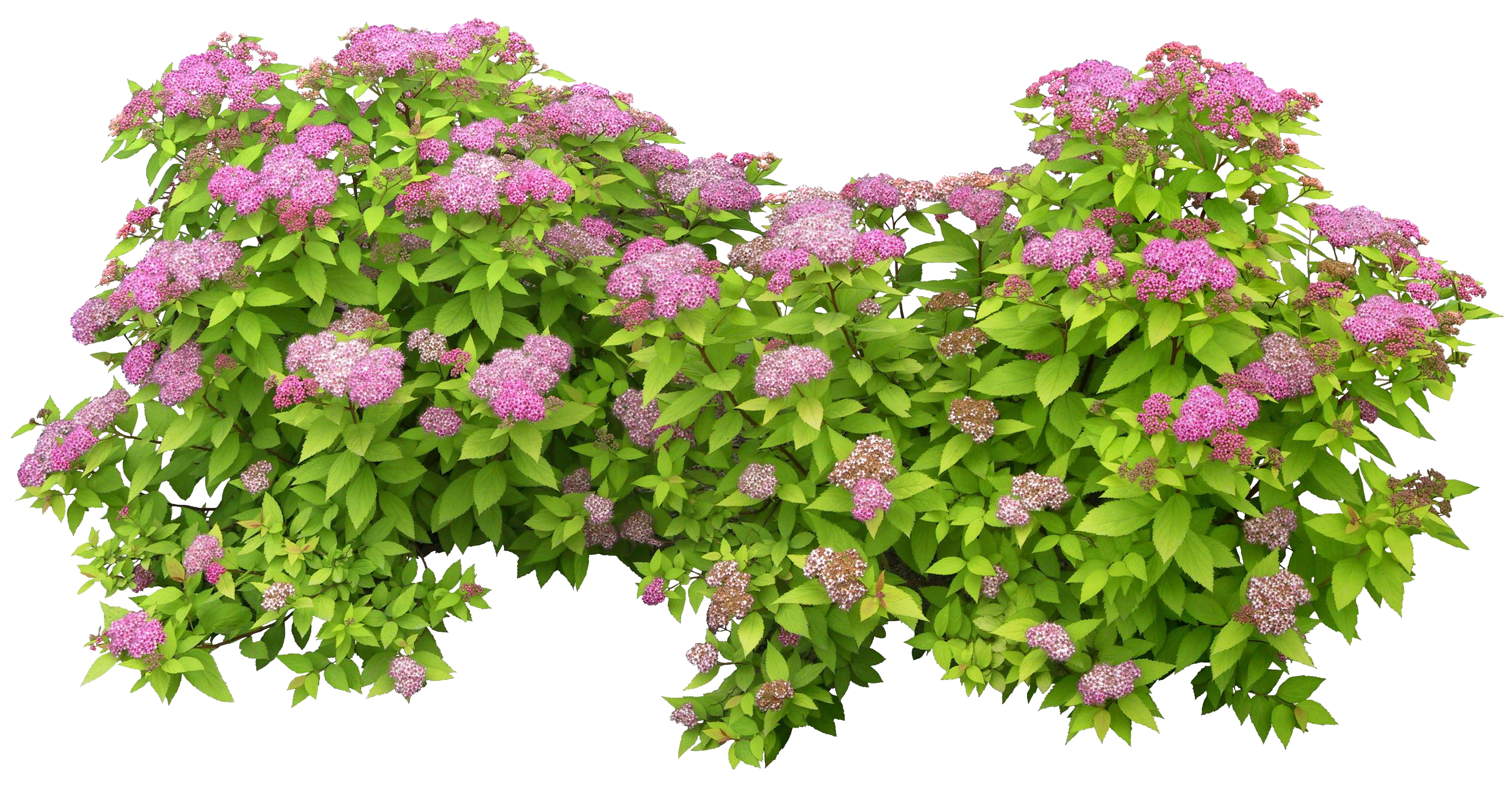 Green Bush Png - Transparent Background Flower Bush Png Clipart (3080x1600), Png Download