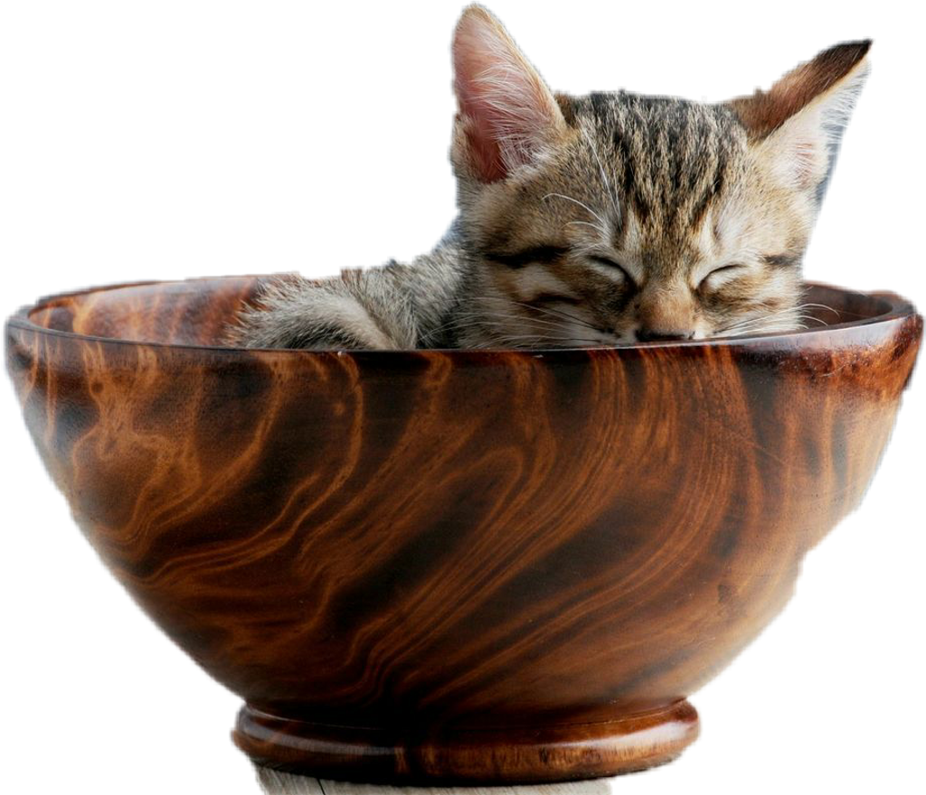 Kitty Cat Kitten Bowl Feline Sticker Transparent Background - Kitten In A Bowl Clipart (1024x880), Png Download