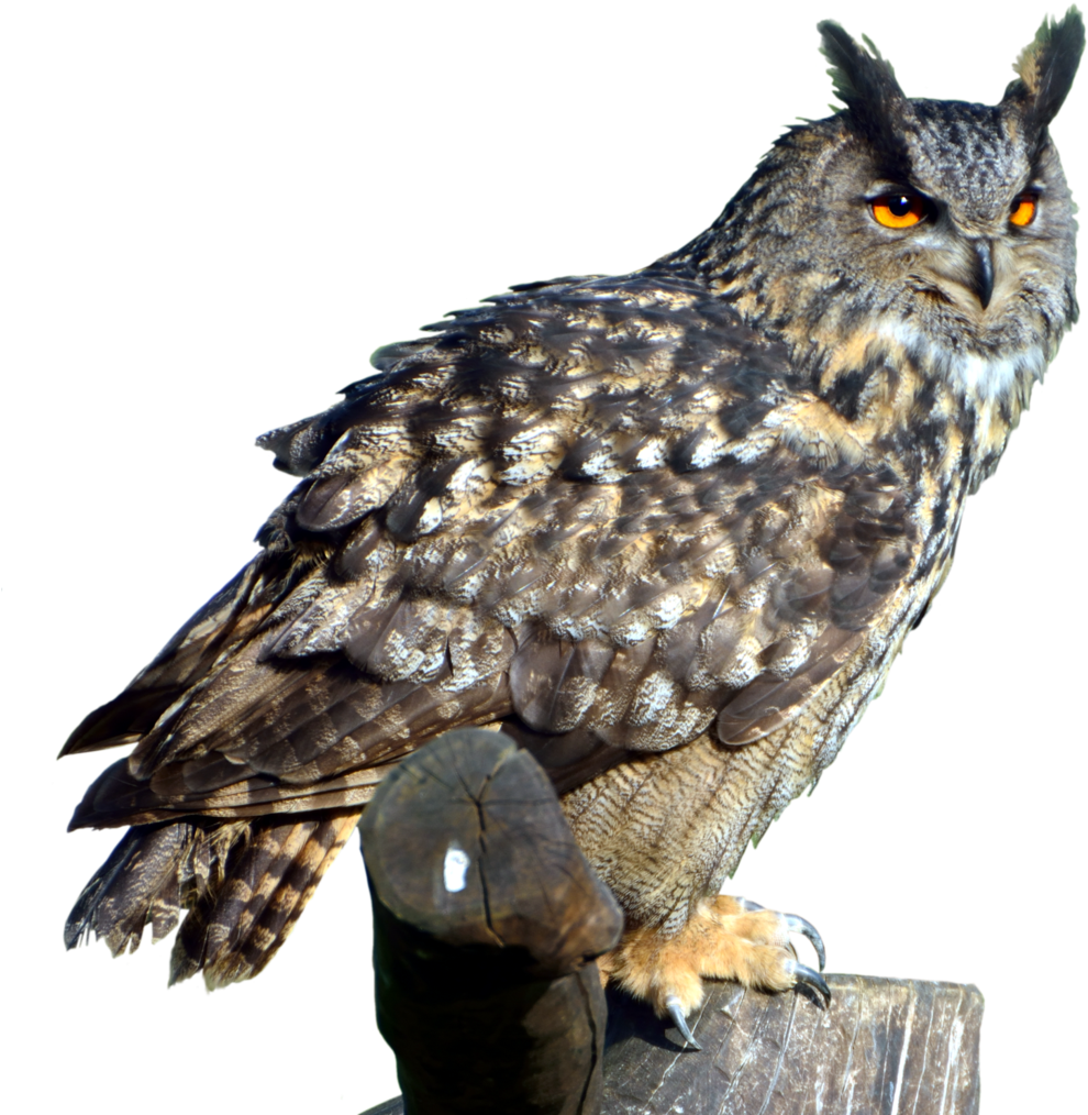 Owl Png Clipart (1024x1021), Png Download