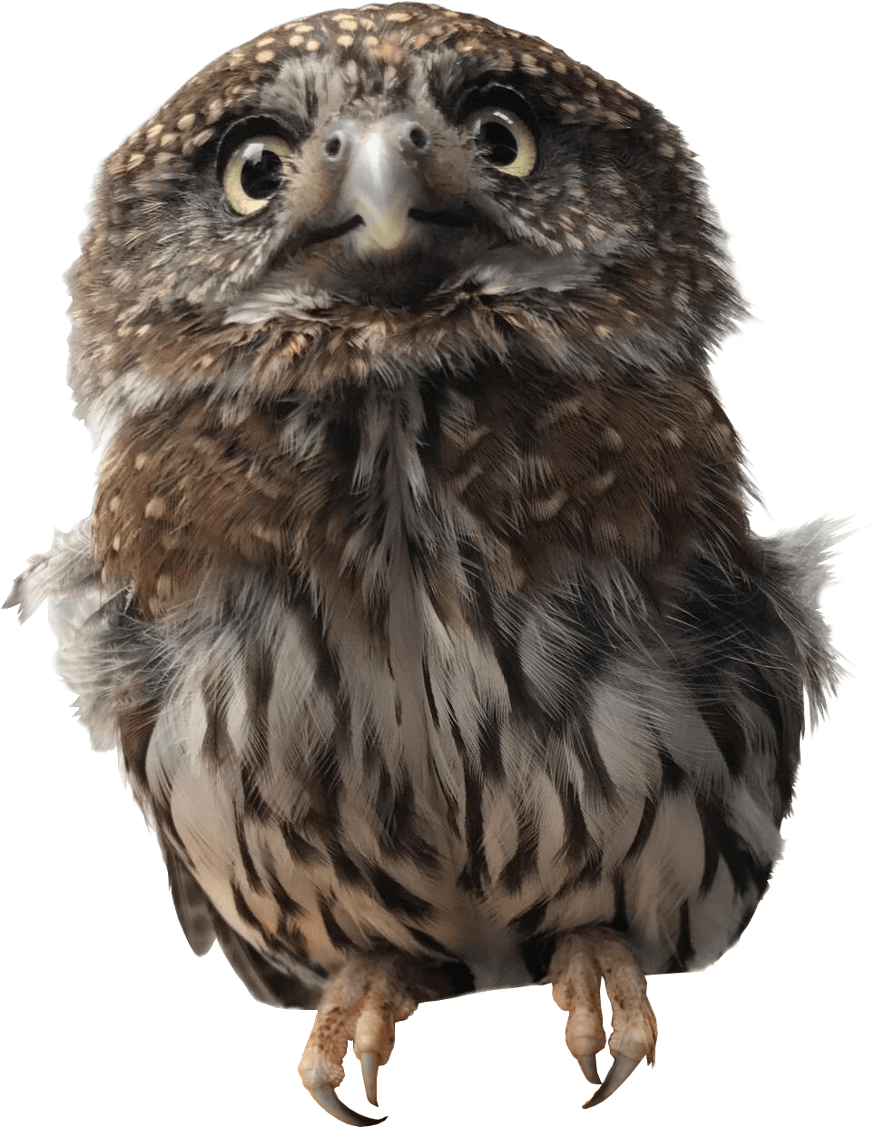 Pygmy Owl - Alaska Raptor Center Clipart (963x1309), Png Download