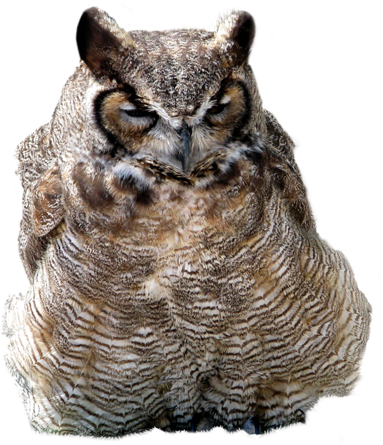 Great Horned Owl Clipart (845x945), Png Download