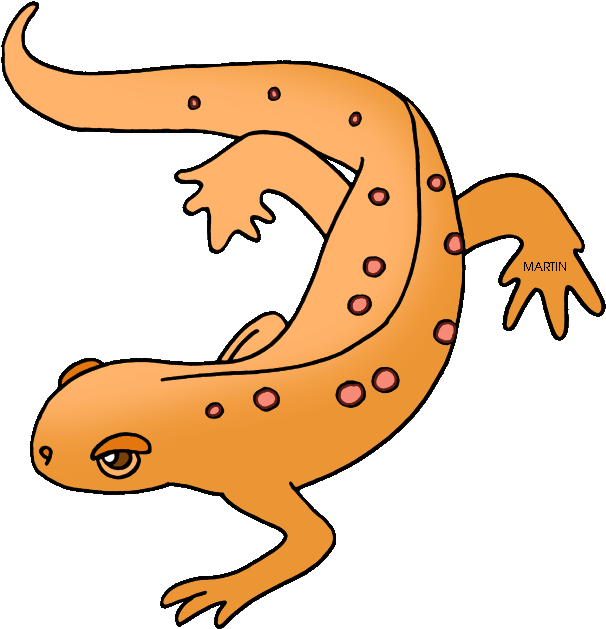 State Amphibian Of New Hampshire - Amphibians Clipart - Png Download (635x648), Png Download
