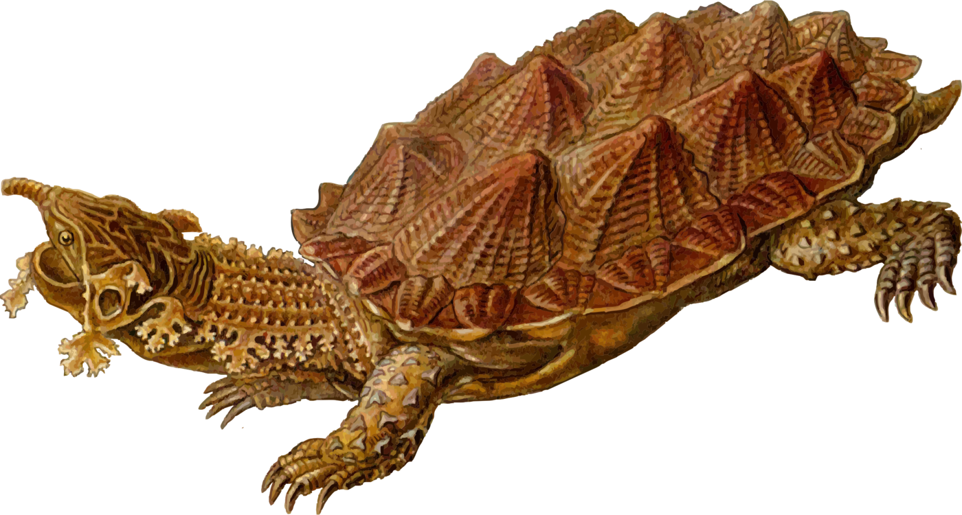 Common Snapping Turtle Reptile Mata Mata Archelon Prehistoric Turtle Clipart Large Size Png Image Pikpng