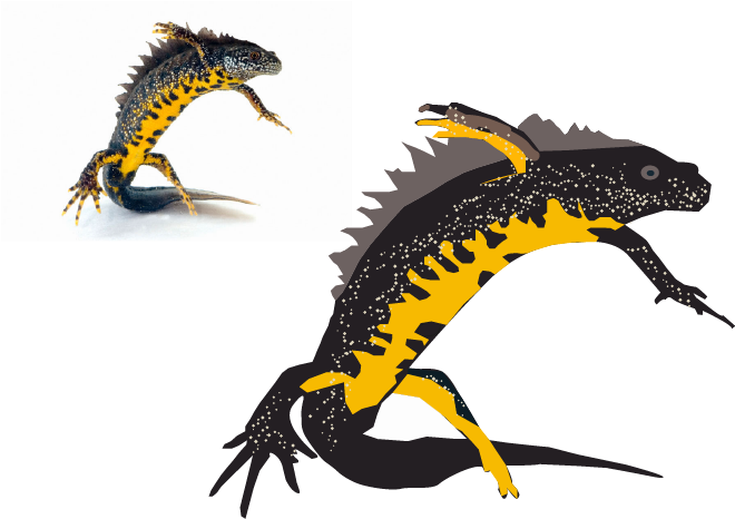 Spotted Salamander Clipart (842x596), Png Download