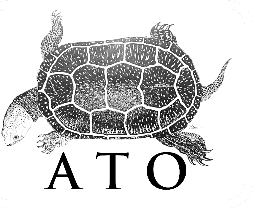 American Turtle Observatory - Common Snapping Turtle Clipart (911x700), Png Download
