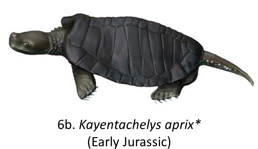 Names In Red Indicate That The Fossil Is Younger Than - Desert Tortoise Clipart (900x552), Png Download