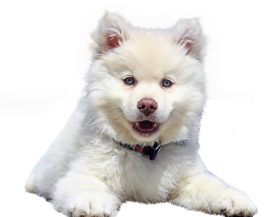 Dog, Isolated, Animal, White, Purebred Dog, Pet, Dear - De Filhote De Cahorro Branco Clipart (855x720), Png Download