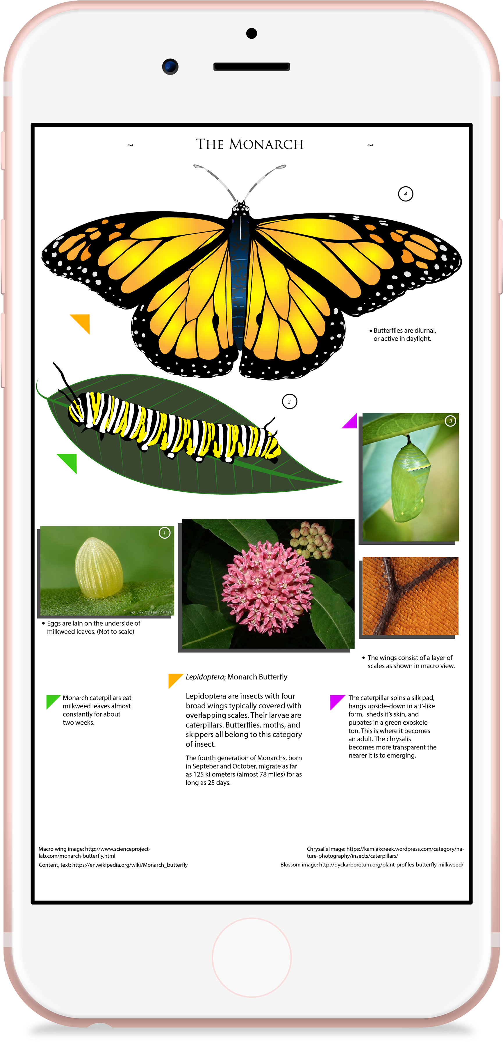 2017, Illustrator, Indesign - Monarch Butterfly Clipart (1920x3774), Png Download