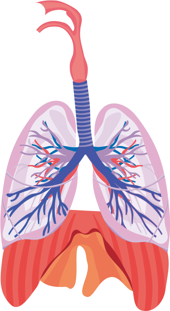 Svg Black And White Library Respiratory System Respiration - Respiratory System Lungs Clipart (597x1087), Png Download