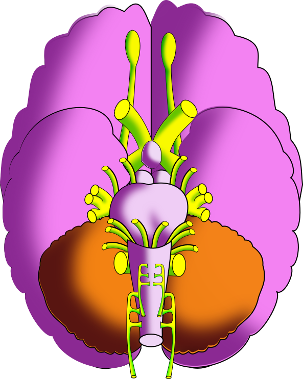Ch13 Brain Inferior - Illustration Clipart (593x743), Png Download