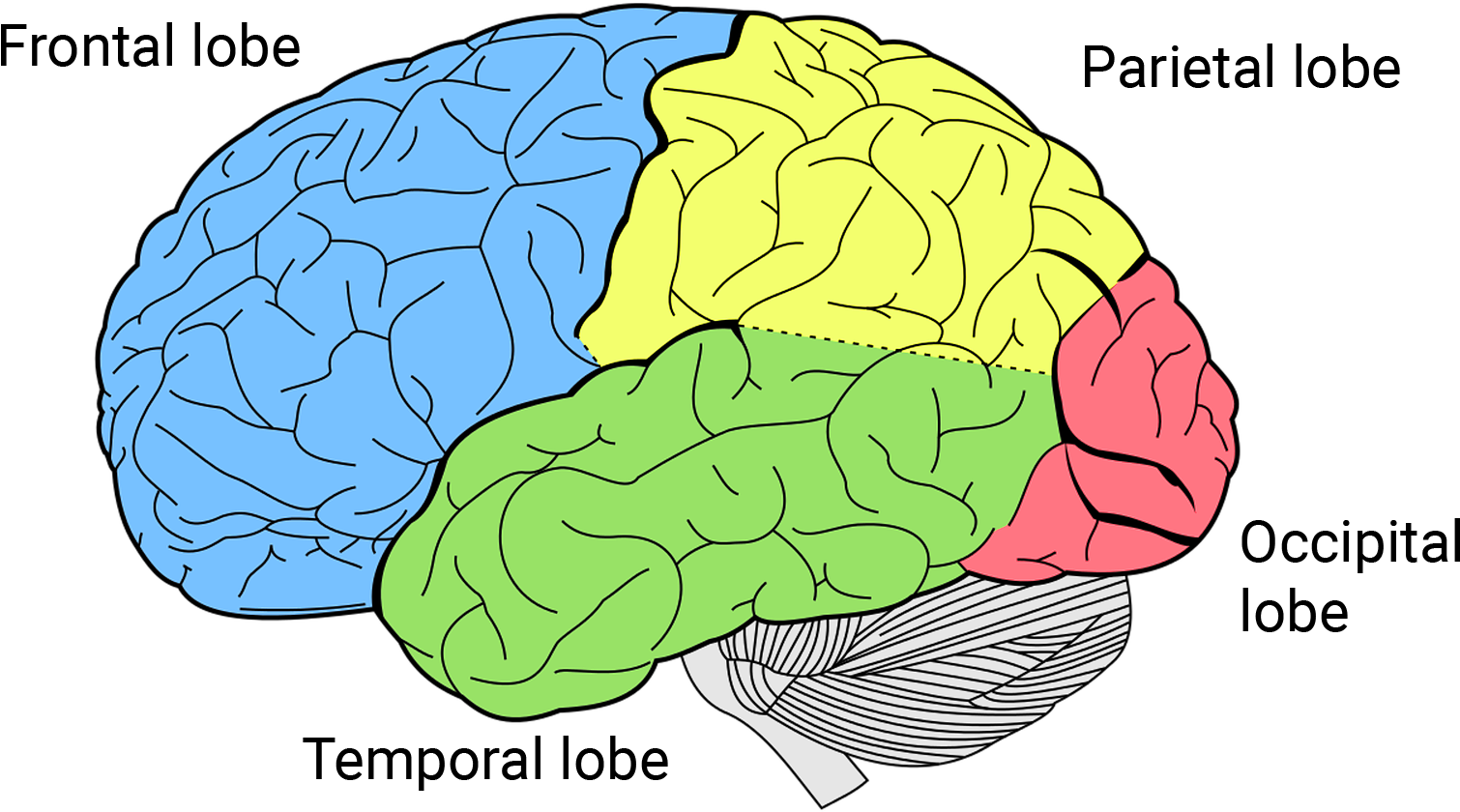 Https - //qbi - Uq - Edu - Au/files/7887/ - Brain Lobes Clipart (1559x914), Png Download