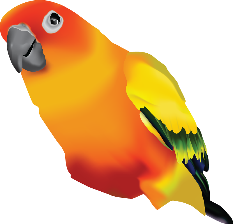 Sun Conure Transparent Background - Sun Parakeet Clipart - Png Download (800x769), Png Download