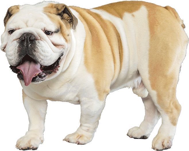 Bulldog Png Transparent Images - English Bulldog Transparent Background Clipart (1170x780), Png Download