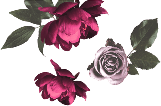 Filter Products - Garden Roses Clipart (710x480), Png Download