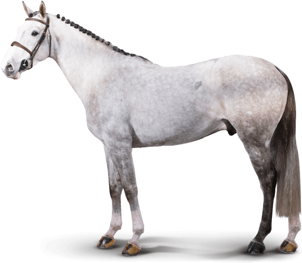 Chicago Chicago - Stallion Clipart (630x586), Png Download