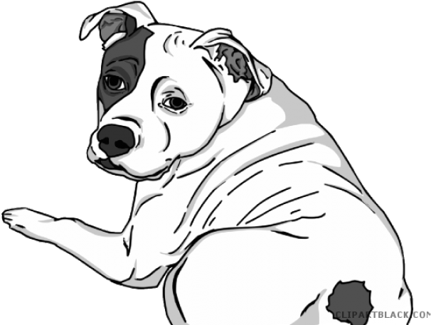 Pitbull Clipart Nice - Dalmatian - Png Download (640x480), Png Download