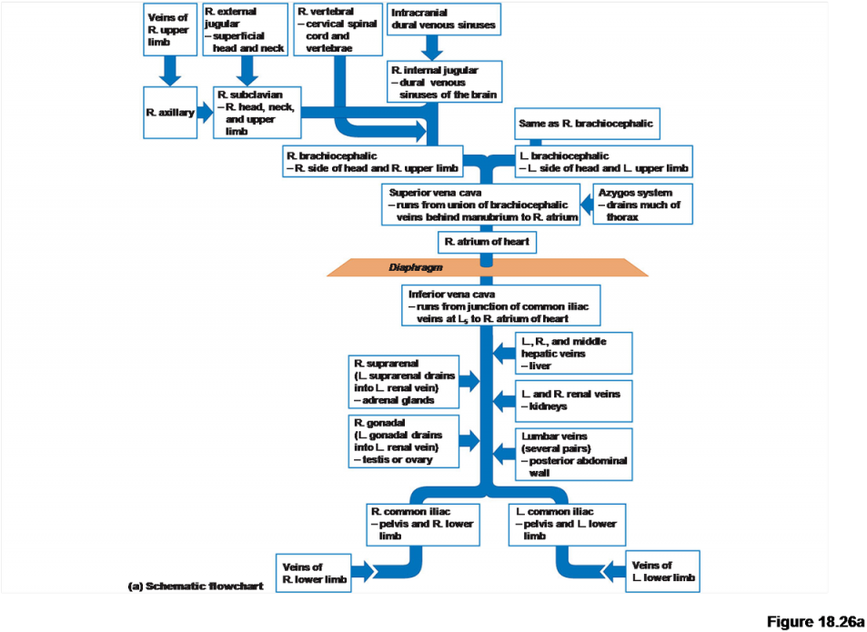 Flow Chart Azygos System Of Veins Cardiology Edition - Flow Chart Of Veins Clipart (960x698), Png Download