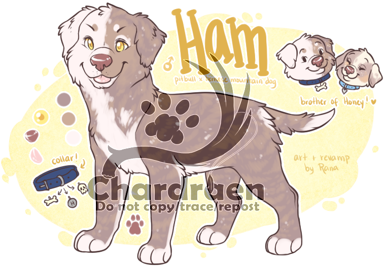 Male Pitbull X Bernese Mtn Dog - Cartoon Clipart (784x535), Png Download