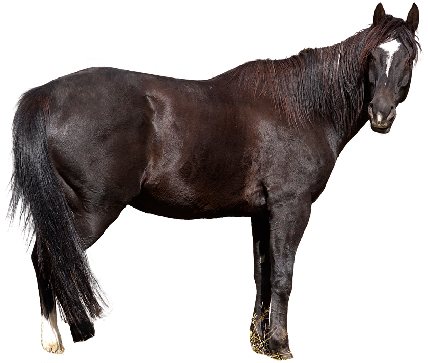 Horse Free Animal Nature Wild Animal Animal World - Horse Clipart (840x720), Png Download