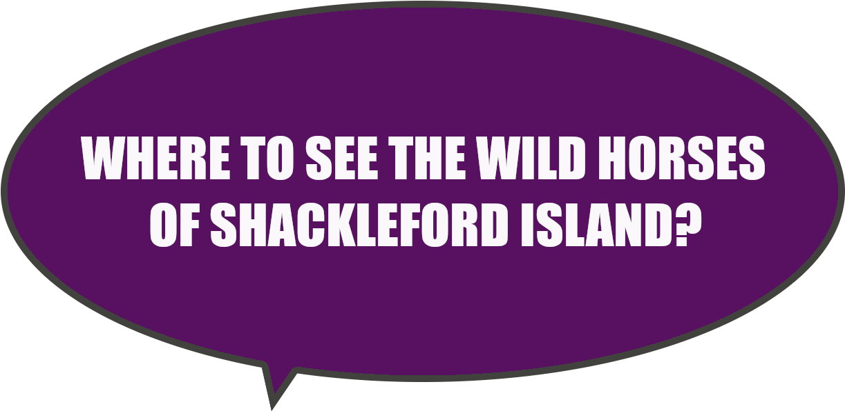 Can You See The Wild Horses On Shackleford Island From - Dating Site Murderer Meme Clipart (1298x728), Png Download