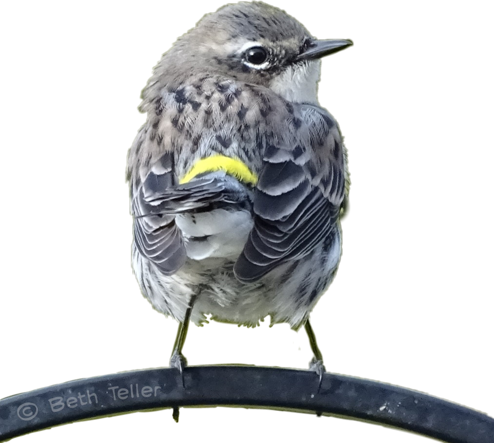 Bird Sticker - Yellow Rumped Warbler Clipart (1013x908), Png Download